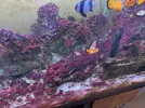 [TodoMarino.com] Problemas con niveles en acuario marino