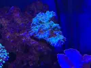 [TodoMarino.com] Ayuda con coral