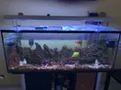[TodoMarino.com] Problemas con niveles en acuario marino