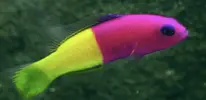 [TodoMarino.com] Ayuda para sacar del acuario a Pseudochromis Paccagnellae