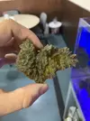 [TodoMarino.com] Ayuda con coral