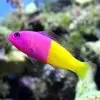 [TodoMarino.com] Vendo Pseudochromis paccagnellae - Alicante