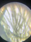 [TodoMarino.com] Identificar alga