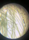[TodoMarino.com] Identificar alga