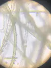 [TodoMarino.com] Identificar alga