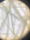 [TodoMarino.com] Identificar alga