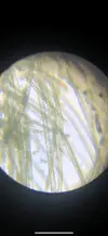 [TodoMarino.com] Identificar alga