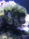 [TodoMarino.com] Identificar alga