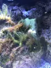 [TodoMarino.com] Identificar alga