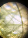 [TodoMarino.com] Identificar alga