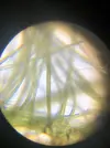 [TodoMarino.com] Identificar alga
