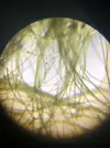 [TodoMarino.com] Identificar alga
