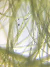 [TodoMarino.com] Identificar alga