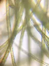 [TodoMarino.com] Identificar alga