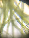 [TodoMarino.com] Identificar alga