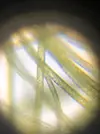 [TodoMarino.com] Identificar alga