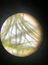 [TodoMarino.com] Identificar alga