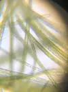 [TodoMarino.com] Identificar alga