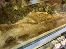 [TodoMarino.com] Ayuda con coral