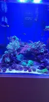 [TodoMarino.com] ACUARIO COMPLETO (Acuario Gran Marino Cubic 62x62x62 Blau)- A CORUÑA - A Coruña