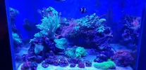 [TodoMarino.com] ACUARIO COMPLETO (Acuario Gran Marino Cubic 62x62x62 Blau)- A CORUÑA - A Coruña