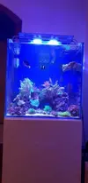 [TodoMarino.com] ACUARIO COMPLETO (Acuario Gran Marino Cubic 62x62x62 Blau)- A CORUÑA - A Coruña