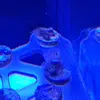 [TodoMarino.com] Identificación alga.