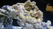 [TodoMarino.com] Red Sea Reefer 250 - 7 años