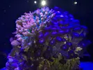 [TodoMarino.com] Identificar si son Palythoa o Protopalythoa