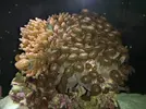 [TodoMarino.com] Identificar si son Palythoa o Protopalythoa