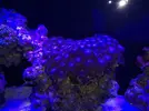 [TodoMarino.com] Identificar si son Palythoa o Protopalythoa