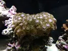 [TodoMarino.com] Identificar si son Palythoa o Protopalythoa