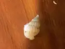 [TodoMarino.com] Pequeño Caracol en el acuario