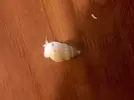 [TodoMarino.com] Pequeño Caracol en el acuario