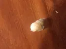 [TodoMarino.com] Pequeño Caracol en el acuario