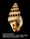 [TodoMarino.com] Pequeño Caracol en el acuario