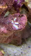 [TodoMarino.com] AYUDA! Amphiprion Ocellaris