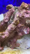 [TodoMarino.com] AYUDA! Amphiprion Ocellaris