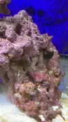 [TodoMarino.com] AYUDA! Amphiprion Ocellaris