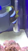 [TodoMarino.com] AYUDA! Amphiprion Ocellaris