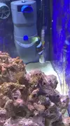 [TodoMarino.com] AYUDA! Amphiprion Ocellaris