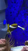 [TodoMarino.com] AYUDA! Amphiprion Ocellaris