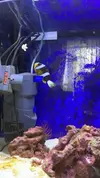 [TodoMarino.com] AYUDA! Amphiprion Ocellaris