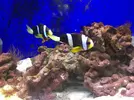 [TodoMarino.com] AYUDA! Amphiprion Ocellaris
