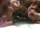[TodoMarino.com] AYUDA! Amphiprion Ocellaris