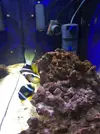 [TodoMarino.com] AYUDA! Amphiprion Ocellaris