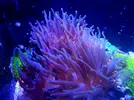 [TodoMarino.com] Anemonas y Premmas - Madrid (Pueblo Nuevo)