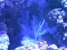 [TodoMarino.com] Identificar animal
