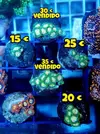 [TodoMarino.com] Venta ------> Z O A N T H U S // PREMIUM - Madrid