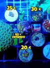 [TodoMarino.com] Venta ------> Z O A N T H U S // PREMIUM - Madrid